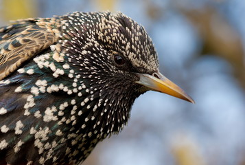 Star (Sturnus vulgaris)