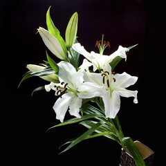 branch of white lilies on black