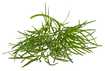 sprig of dill isolated