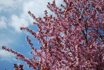 Raggi rosa