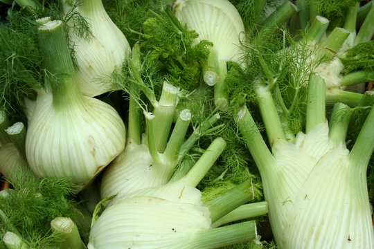 Fenouil