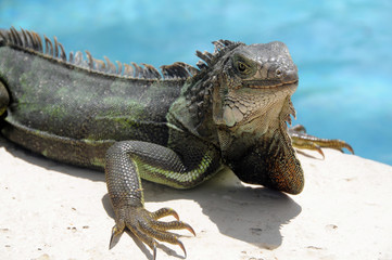 Green iguana on a ledge next to bright blue water