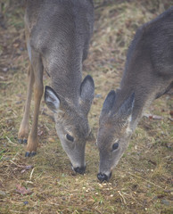 eating pair