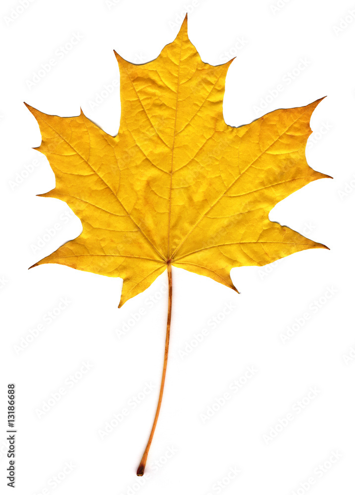 Canvas Prints autumnyellow maple leaf