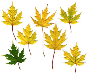Fototapeta premium many different autumn leaves