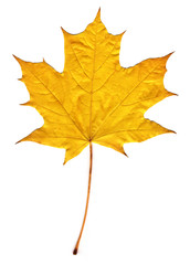 Naklejka na ściany i meble autumnyellow maple leaf