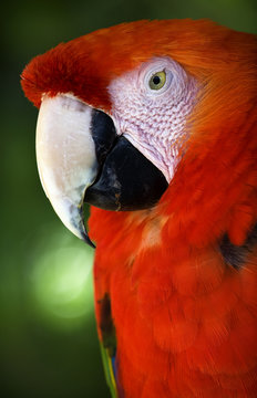 Scarlet Macaw Head Close Up Red Plumage Close Up