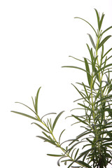 rosemary (rosmarinus officinalis) isolated on white