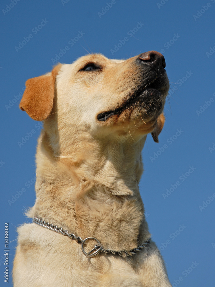 Wall mural labrador retriever