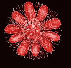 Pasiflora passion flower