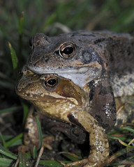 frog
