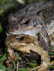 frog