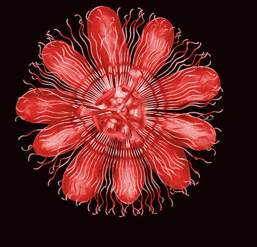 Pasiflora passion flower