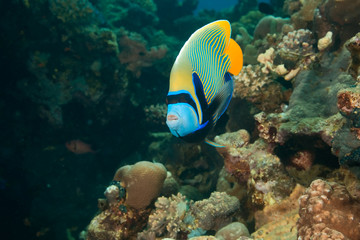 Fototapeta na wymiar emperor angelfish