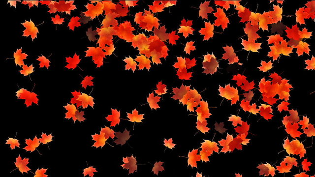 Maple leafs falling background, Alpha Channel