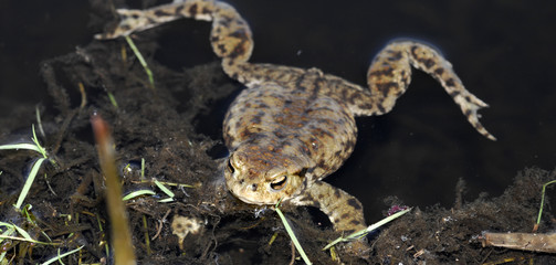 frog