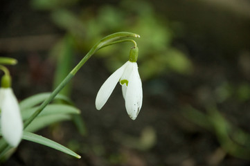 snowdrop flowers