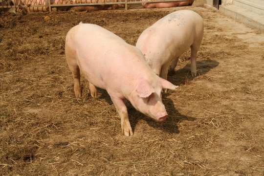 pig