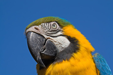 Portrait eines Ara (Ara Ararauna)