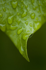 Fototapeta premium Foglia con gocce d'acqua