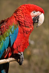 red macaw parrot sitting on a branch
