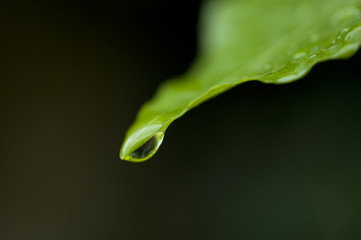 Fototapeta premium Foglia con goccia d'acqua