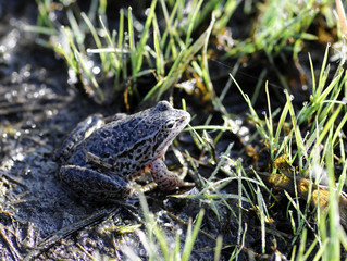 frog