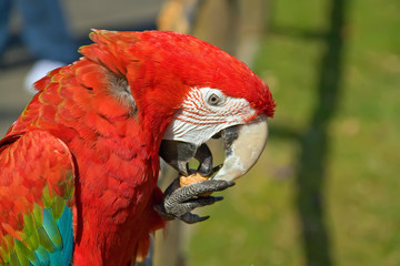 portrait of a rec macaw parrot eating a nut