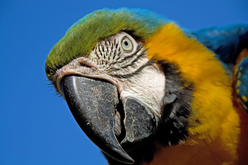 Portrait eines Ara (Ara Ararauna)