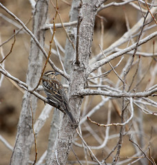 Female Red-winged Blackbird