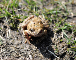 frog