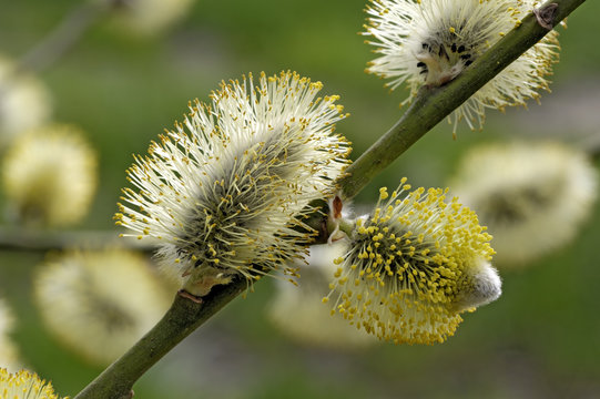 Weidenk&auml;tzchen - Salix caprea