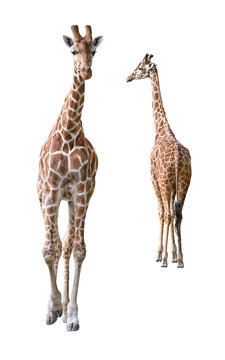 Somali Giraffe young couple cutout