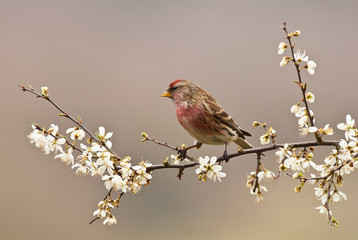 Male Common Redpoll ( Carduelis Flammea) on Hawthorn Blossom