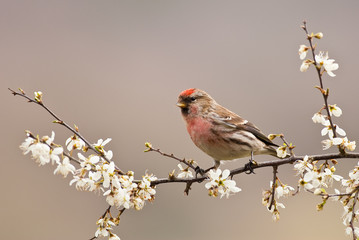 Male Common Redpoll ( Carduelis Flammea) on Hawthorn Blossom