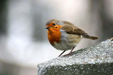 Rotkehlchen