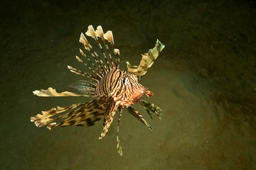 Obraz na płótnie Canvas lionfish