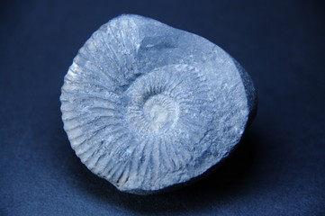 アンモナイト/Ammonite