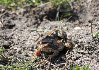 frog