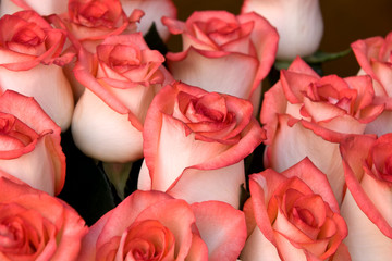 very beautiful roses