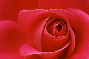 Rose aus Makroperspektive