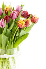 fresh tulips