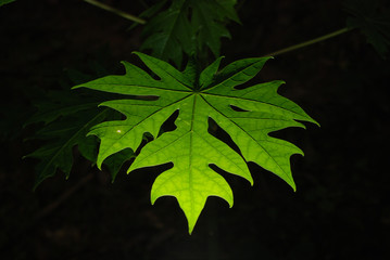 Backlit papaya leaf