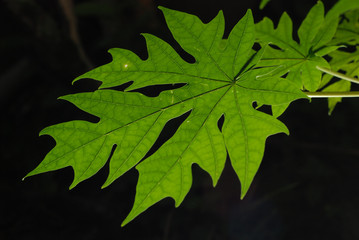 Backlit papaya leaf