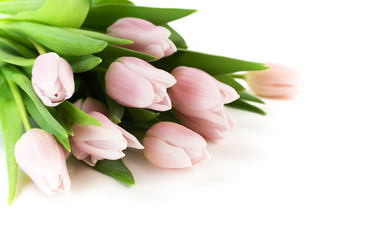 beautiful pink tulips