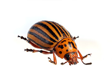 Colorado Potato Beetle