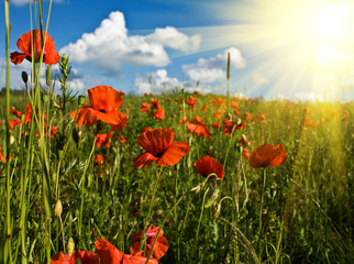 Obraz premium field of red poppies