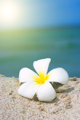 Fototapeta na wymiar Tropical flower Plumeria on the beach