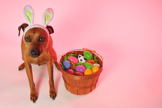 easter dog