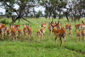 Male Impala Herding His Females Away